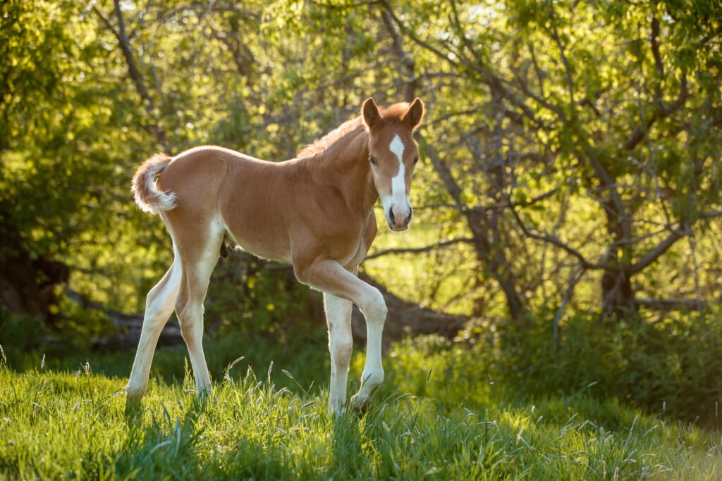 A young sorrel (light brownish orange) Morgan foal in green grass.
