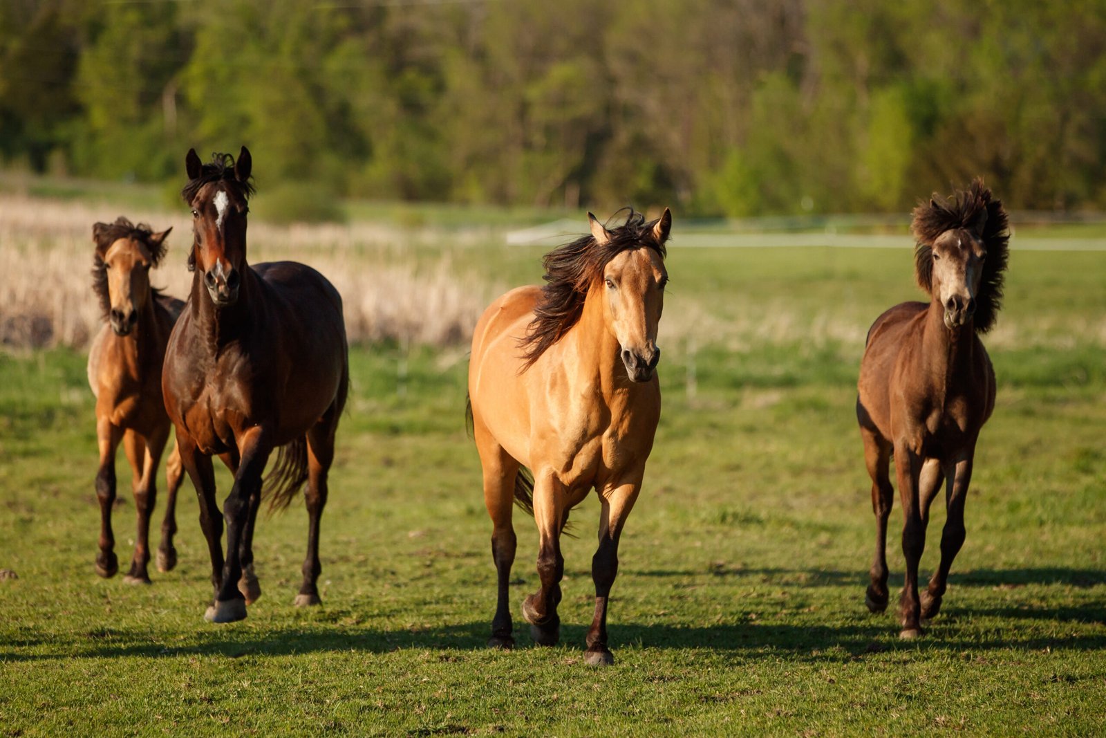A photograph of a Morgan mare trotting toward the photographer on a bright, sunny summer day.