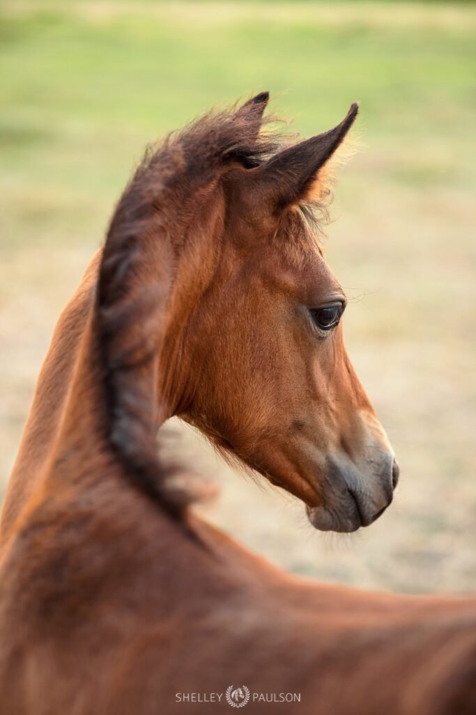 Photo of a young Morgan foal.