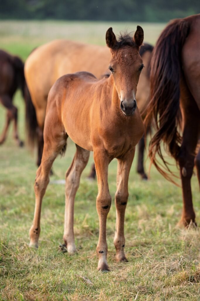 Filly4