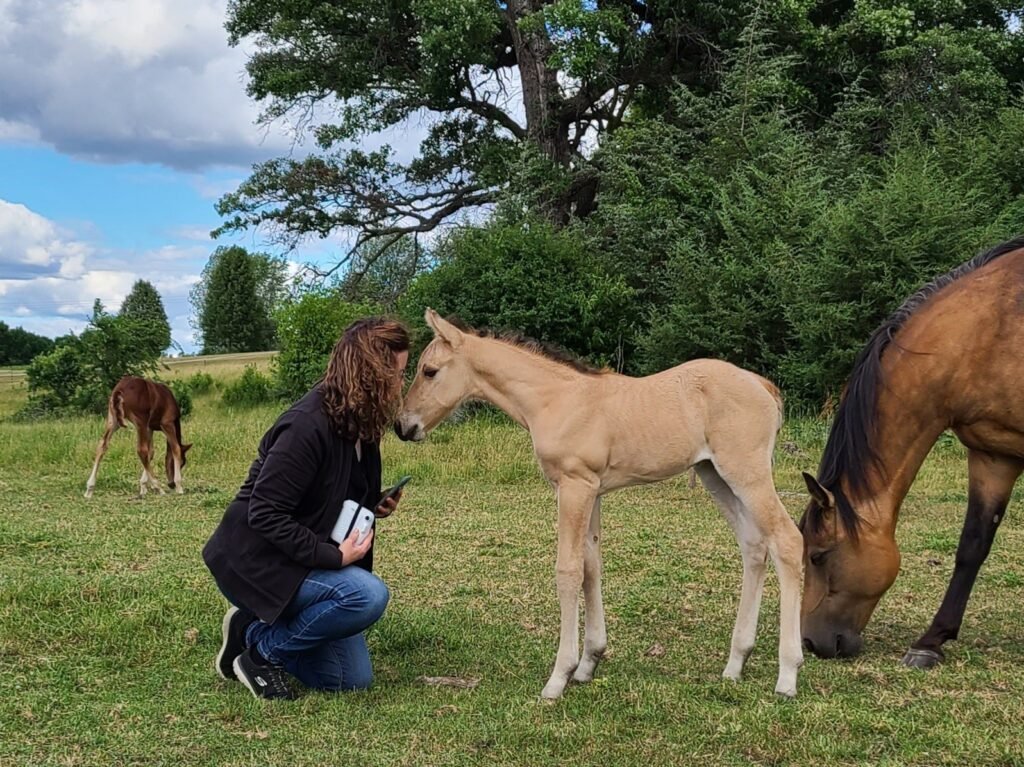 A lady in a dark jacket kneeling in the grass while a light tan colored foal investigates.
