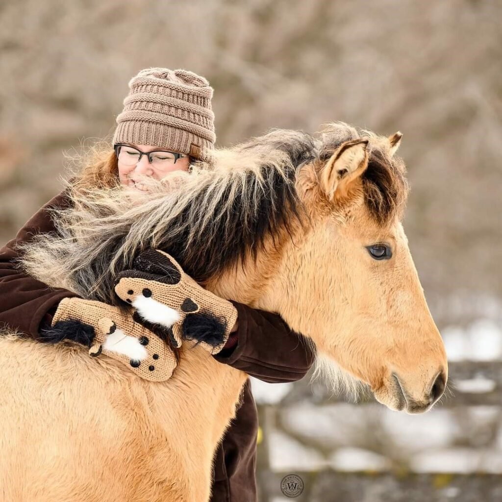 A woman in winter hat and mittens hugs a young buckskin Morgan horse.
