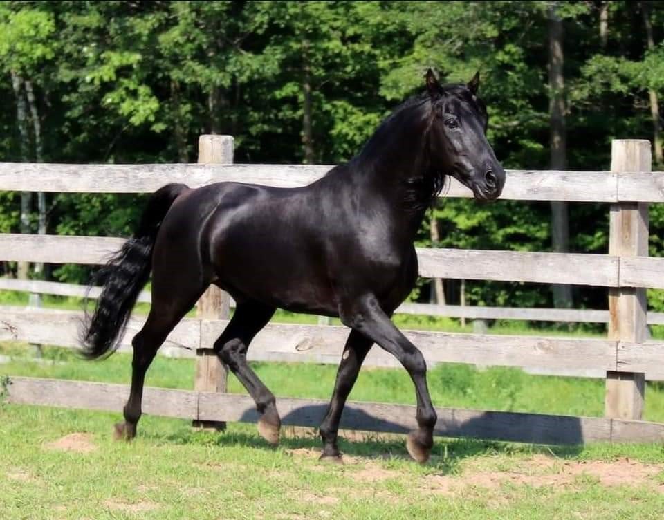 A black Morgan stallion trotting along a rail fence on a sunny summer day.