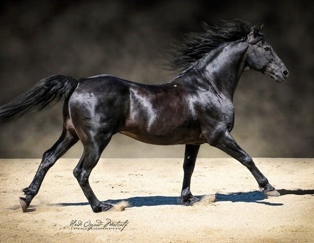 Professional photo of a black Morgan Stallion, TruWest Pure PrairieSmoke.