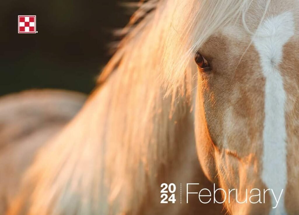 An artistic portrait of palomino Morgan stallion Arcane Milagro.