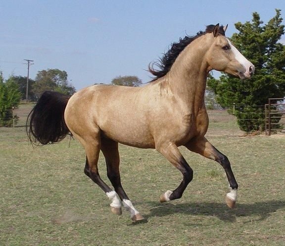 MEMC Crown Royal, a beautiful buckskin Morgan stallion with a blaze and 4 socks, cantering in a field on a sunny day.
