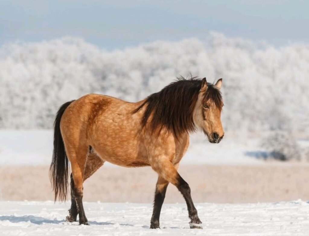 Camas Mist Miss Krysta, buckskin Morgan Mare, on a bright winter day in Minnesota.
