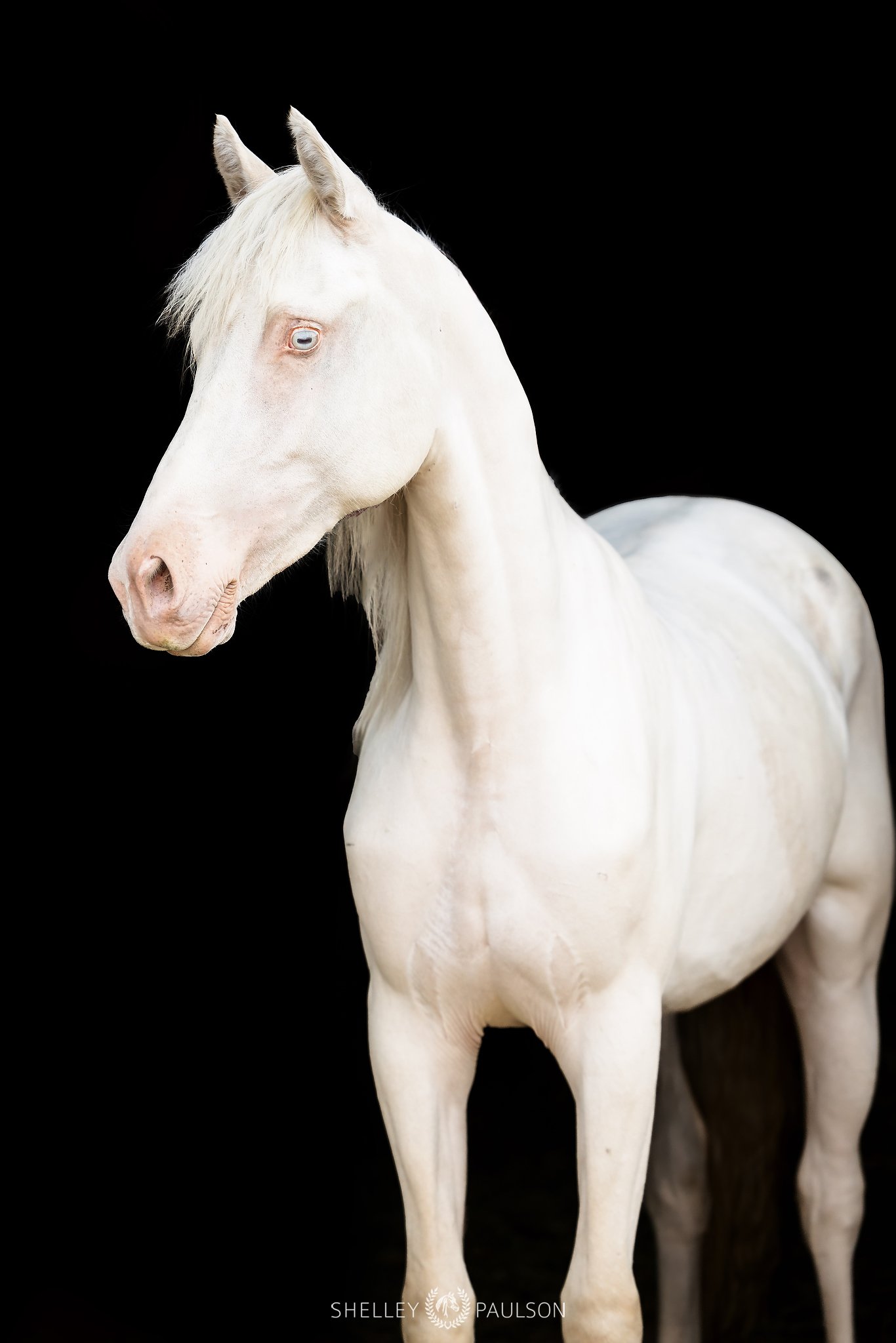 Cep daenerys