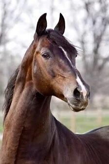 A professional photo of the late Morgan Stallion Hi-Q QUA-Lity standing near a wooden rail fence on an overcast early spring day.