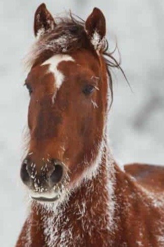 A sorrel Morgan Mare in winter with frosty hair.