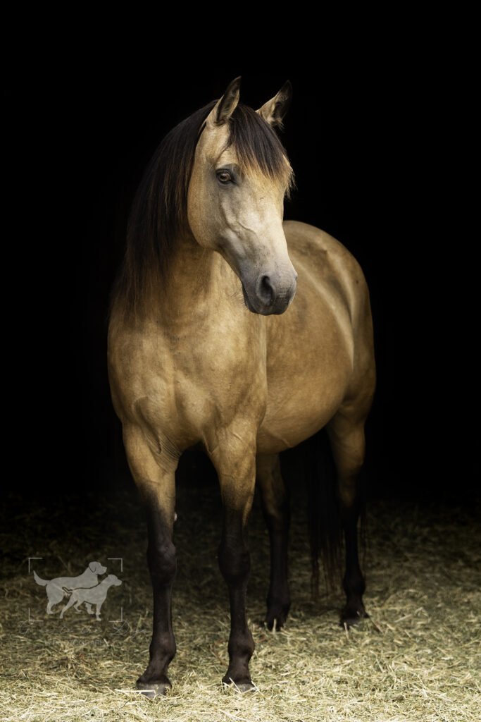 Professional photo of a buckskin Morgan Mare.