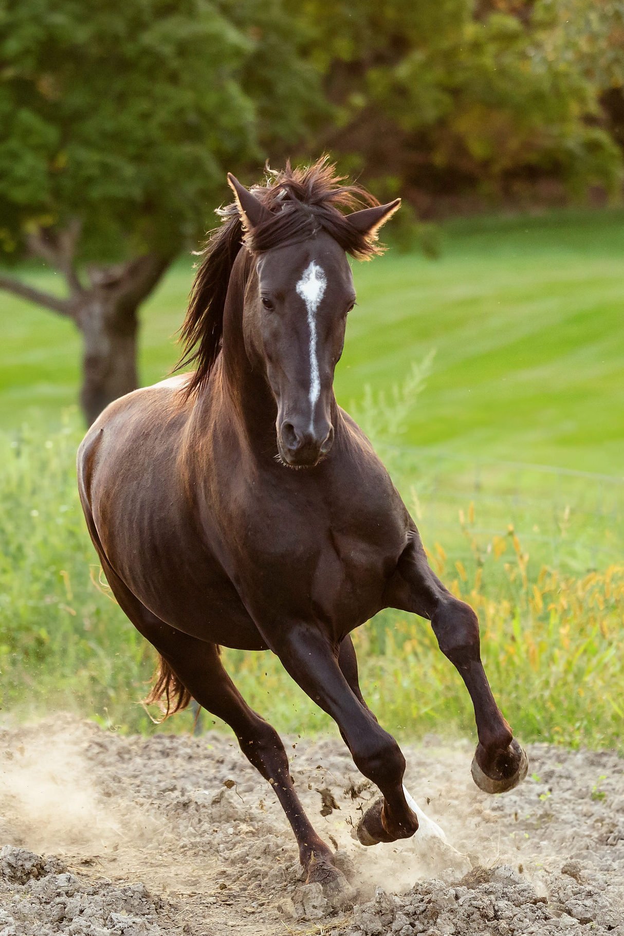 A chestnut Morgan stallion galloping toward the photographer.