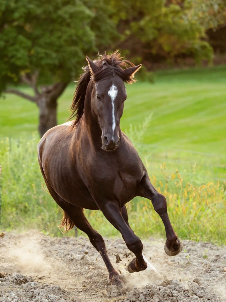 A chestnut Morgan stallion galloping toward the photographer.