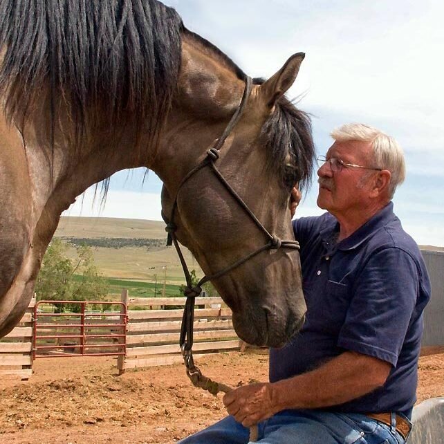 A rare grulla stallion with his owner share a moment of affection in a corral in Wyoming.