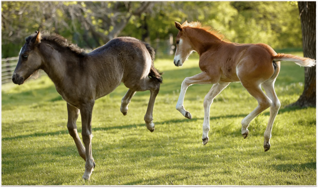 Photo of two baby foals playing in a green field on a sunny day.