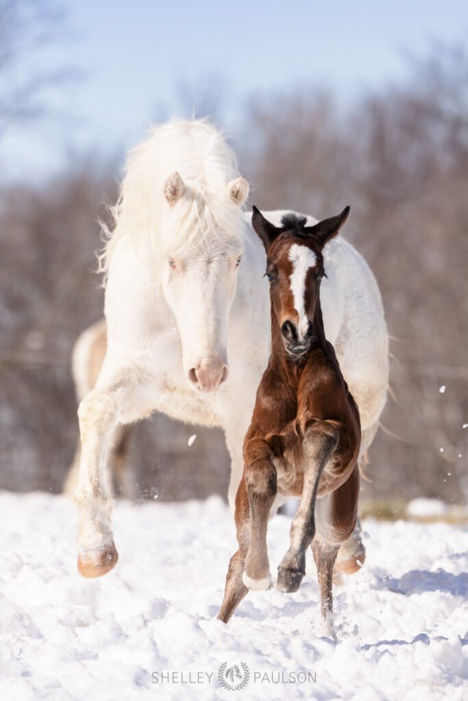 A white Morgan mare and a brown foal trotting toward the camera on a bright, snowy day.
