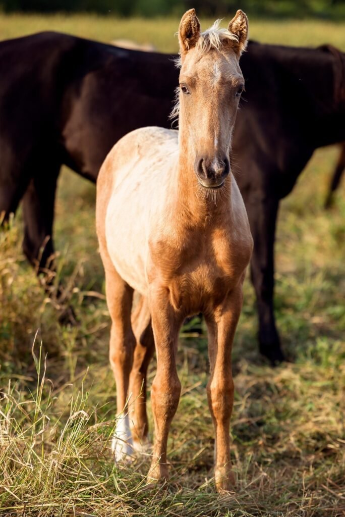 Golden reign