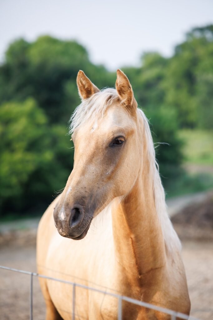 A young palomino Morgan horse