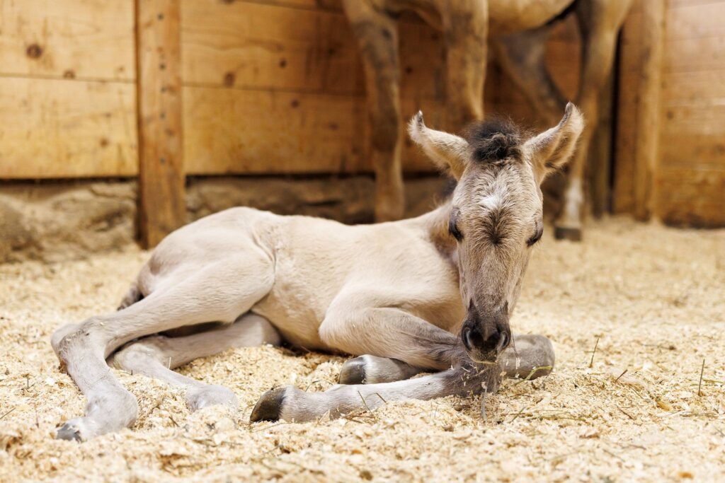 Photo of a brand new baby Morgan filly.