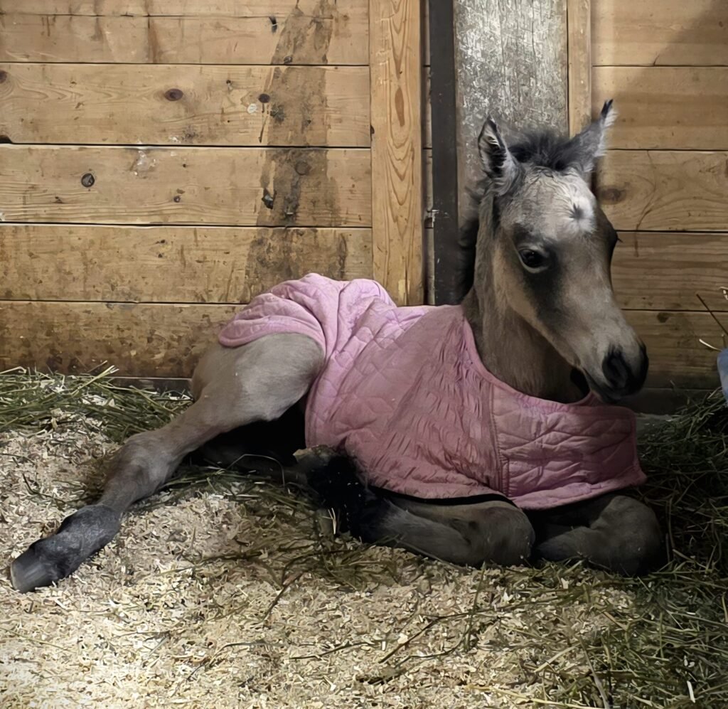 Truwest josetta smoke foal 26