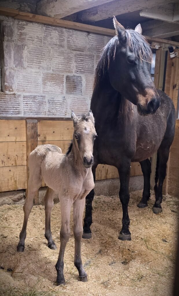 Truwest josetta smoke foal