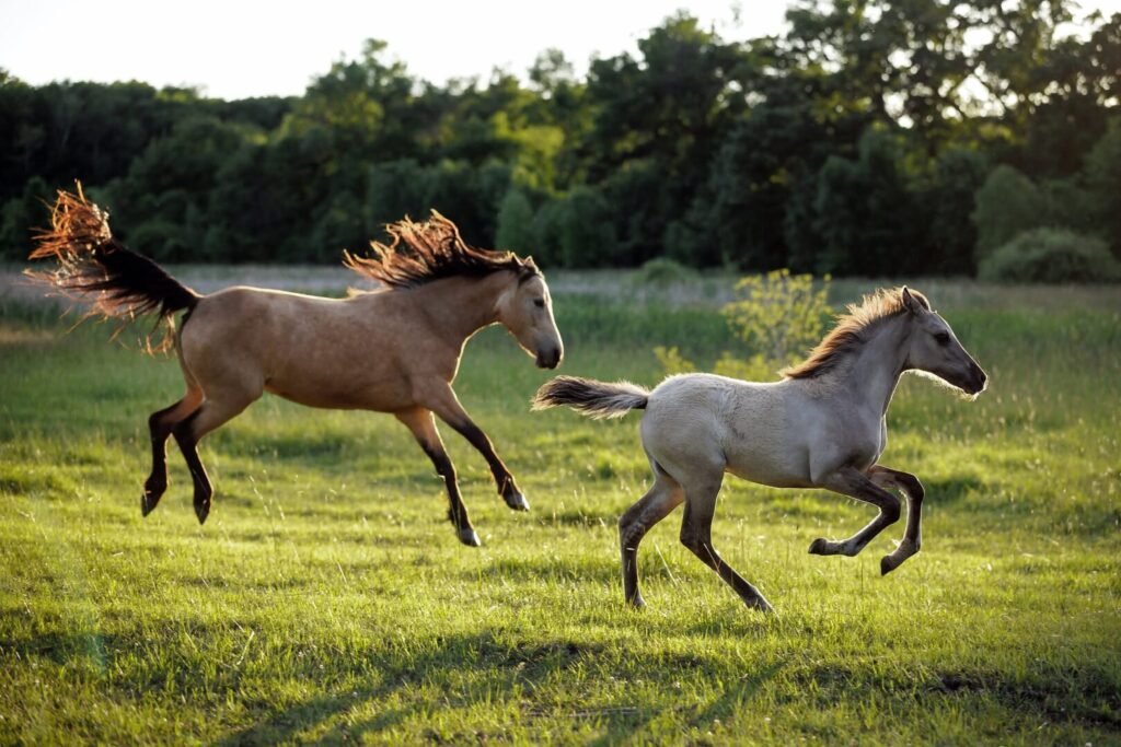 Maes filly 06 26