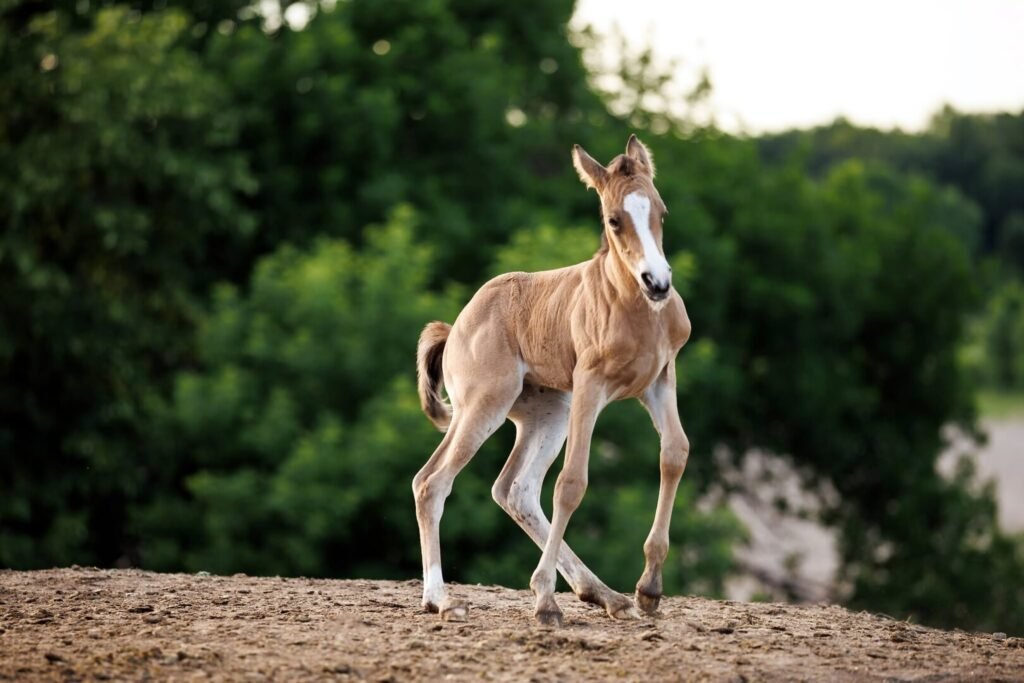 Tianas filly 2