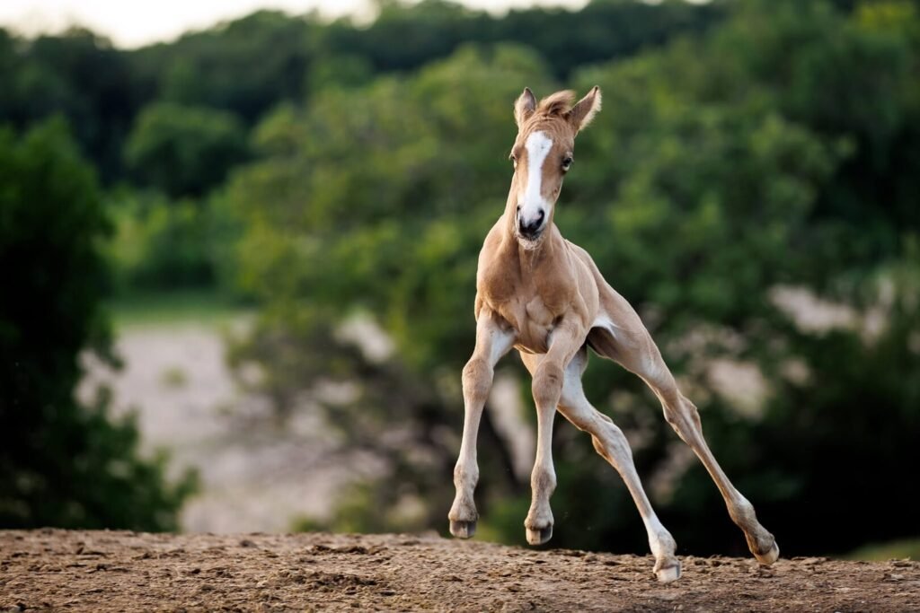 Tianas filly