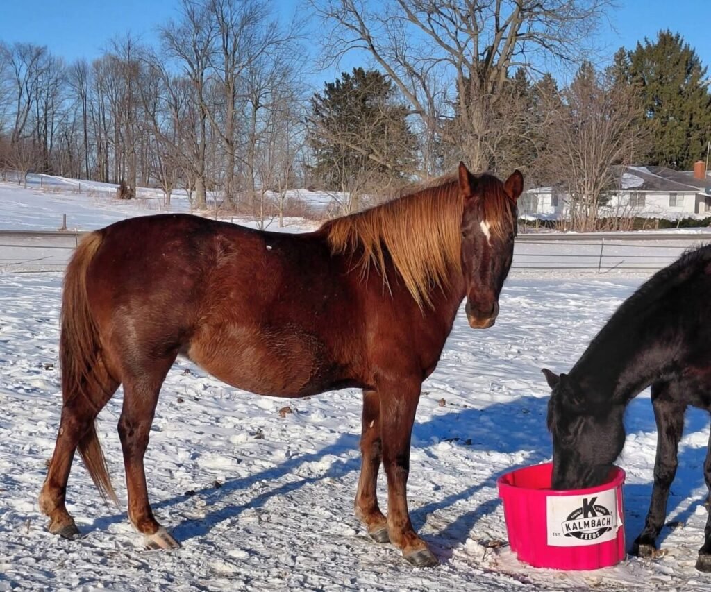A chestnut Morgan mare in a snowy pasture.